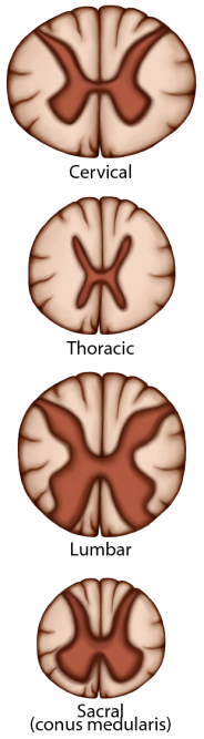 Changes in Spinal Cord
